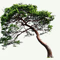 Unique Curved Trunk Pine Tree With Lush Green Foliage And Natural Shape