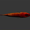 Vibrant Red Fish With Yellow Stripes On Dark Background Showing Reflection