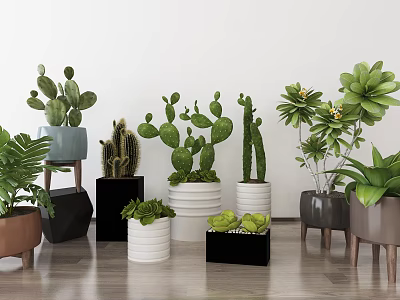 Diverse Potted Bonsai and Succulent Plants with Colorful Pots on Wooden Floor 3d model