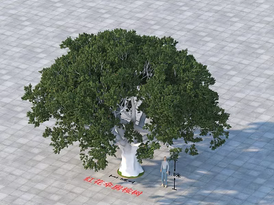 Lush Red Osmanthus Camphor Tree With Dense Canopy On Stone Pavement And Person Standing 3d model