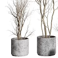 Decorative Bare Branch Bonsai Plants In Concrete Pots Of Various Sizes