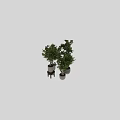 Potted Bonsai Trees with Green Foliage in Textured Gray Planters on Wooden Stools