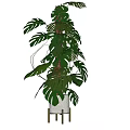 Monstera Potted Plant with Large Green Leaves in White Ceramic Pot