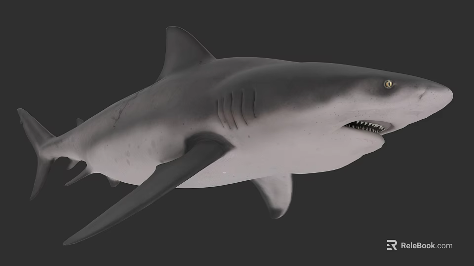 Realistic 3D Rendering of Aquatic Animal Shark with Streamlined Body Sharp Teeth and Open Mouth 3d model 