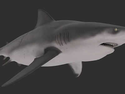 Realistic 3D Rendering of Aquatic Animal Shark with Streamlined Body Sharp Teeth and Open Mouth 3d model