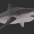 Realistic 3D Rendering of Aquatic Animal Shark with Streamlined Body Sharp Teeth and Open Mouth