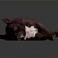 Brown And White Dog Lying On Its Side Against Dark Background