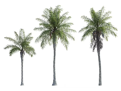 Three Palm Trees of Different Sizes Isolated on White Background 3d model