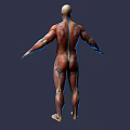 Game and Movie Character 3D Rendered Model with Human Anatomy Muscle and Internal Organ Details