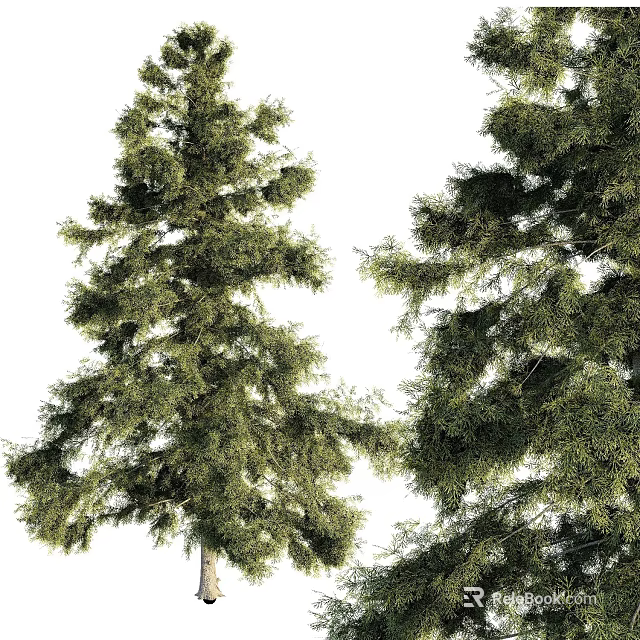 Evergreen Arbor Trees With Lush Green Foliage And Dense Needles 3d model 
