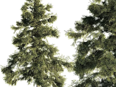 Evergreen Arbor Trees With Lush Green Foliage And Dense Needles 3d model