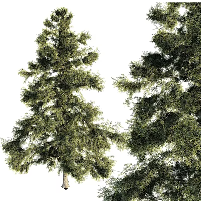 Evergreen Arbor Trees With Lush Green Foliage And Dense Needles 3d model