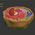 modern eukaryotic cell cross section cell structure cell tissue 3d model