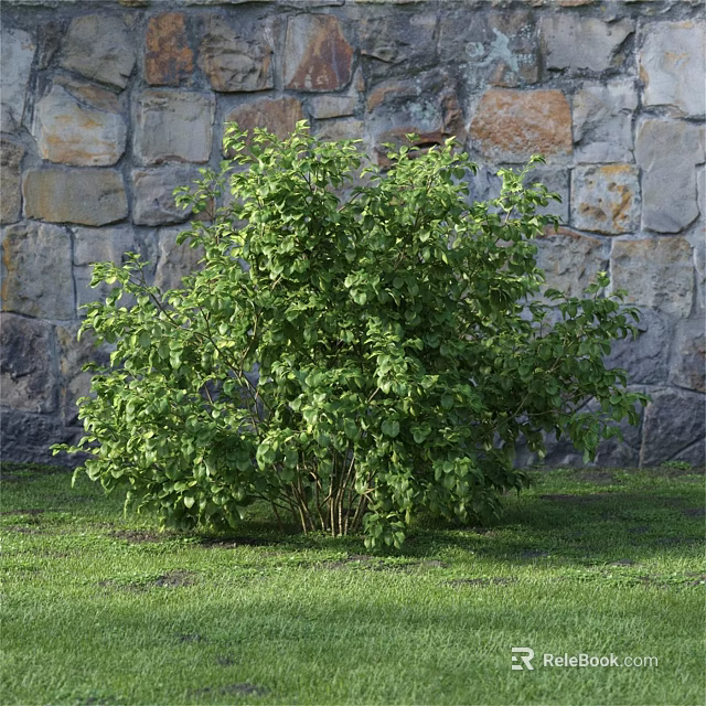 Lush Green Shrub With Dense Leaves Growing Against Stone Wall In Grass 3d model 