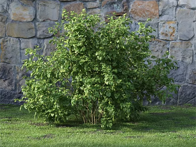 Lush Green Shrub With Dense Leaves Growing Against Stone Wall In Grass 3d model