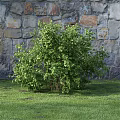 Lush Green Shrub With Dense Leaves Growing Against Stone Wall In Grass