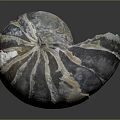 Natural Spiral Shape Decorative Ornament Combination With Gray White Brown Textures For Home Decor