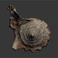 Shiny Conch Shell With Orange Brown Patterns On Dark Reflective Surface