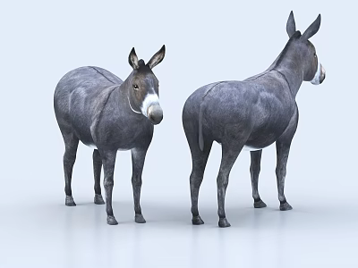 Two Gray Donkeys Standing In Different Angles With White Background Full Body View 3d model