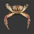 Vibrant Spotted Crab With Large Claws And Colorful Shell On Dark Surface