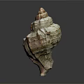 Colorful Spiral Conch Shell With Shiny Surface And Natural Patterns On Dark Background 3d model