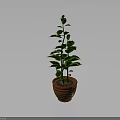 Lush Green Potted Plant With Glossy Leaves In Brown Striped Pot