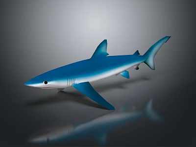 Detailed Blue Shark Model with Realistic Design Shiny Surface and Reflection on Gray Background 3d model