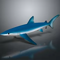 Detailed Blue Shark Model with Realistic Design Shiny Surface and Reflection on Gray Background 3d model