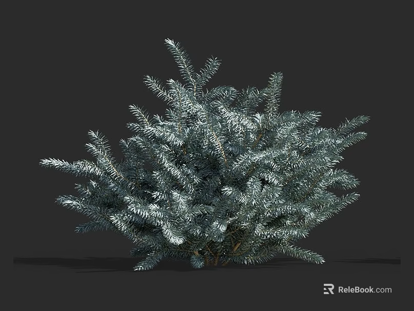Lush Evergreen Shrub With Dense Needle Like Silver Green Foliage For Garden Landscaping 3d model 