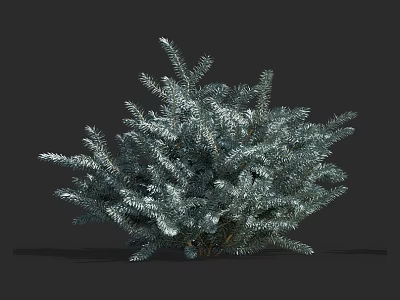 Lush Evergreen Shrub With Dense Needle Like Silver Green Foliage For Garden Landscaping 3d model