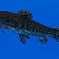 Dark Aquatic Fish With Textured Scales And Streamlined Body In Blue Background