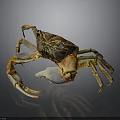 Brown And Yellow Crab With Large Claws And Detailed Body On Smooth Reflective Surface