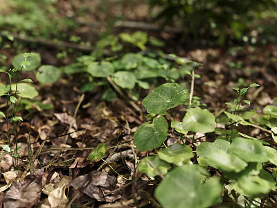 Green Herbaceous Plants Thriving With Large Round Leaves On Forest Floor 3d model