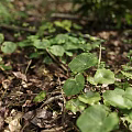 Green Herbaceous Plants Thriving With Large Round Leaves On Forest Floor