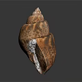 Detailed Seashell Animal With Spiral Shape And Orange Brown Pattern On Dark Background