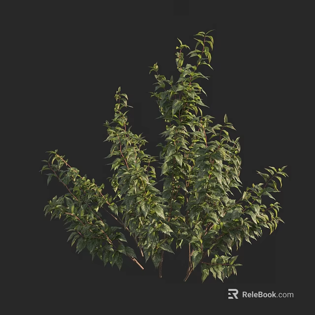 Lush Green Tree With Dense Foliage And Detailed Branch Structure 3d model