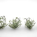 Green Curly Leaf Plants Arranged in Row on White Background for Indoor Decor