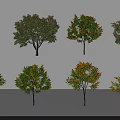 Ornamental Trees With Colorful Foliage In Green Red Orange And Yellow
