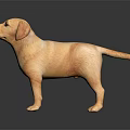 Yellow Labrador Puppy Standing On Dark Reflective Surface With Smooth Fur 3d model