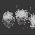 Three Potted Succulents And Leafy Green Plants In Black And White Pots