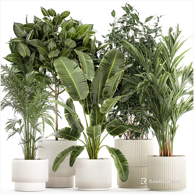 Indoor Potted Plants Various Green Foliage With Different Leaf Shapes In White Pots 3d model 
