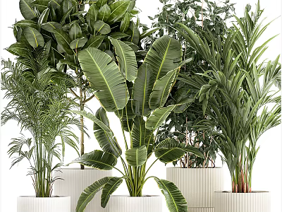 Indoor Potted Plants Various Green Foliage With Different Leaf Shapes In White Pots 3d model
