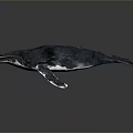 Realistic Blue Whale Aquatic Animal 3D Model in Underwater Marine Scene 3d model