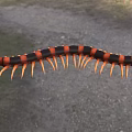 Black and Red Striped Reptile with Curved Body in Natural Ground Grass Habitat
