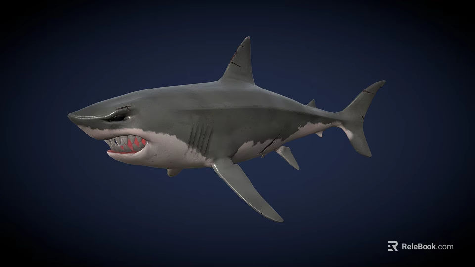 Realistic Great White Shark 3D Model With Open Mouth And Sharp Teeth 3d model