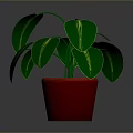 Green Leafy Houseplant with Large Vibrant Green Leaves in Red Pot