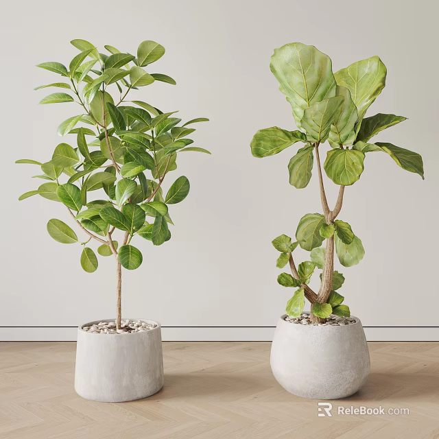 Indoor Bonsai Potted Plants With Lush Green Leaves In White Ceramic Pots 3d model 