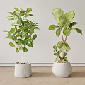Indoor Bonsai Potted Plants With Lush Green Leaves In White Ceramic Pots