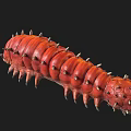 Red Spiky Creature With Segmented Body And Sharp Spines