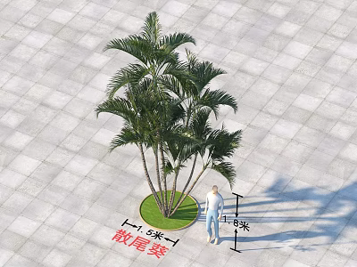Areca Palm With Lush Fronds On Paved Ground 1.8 Meters Tall With Person For Scale 3d model